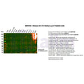 U-Blot® Histone H3 (Tri Methyl Lys27) Rabbit Monoclonal Antibody – Figure 1 of 2