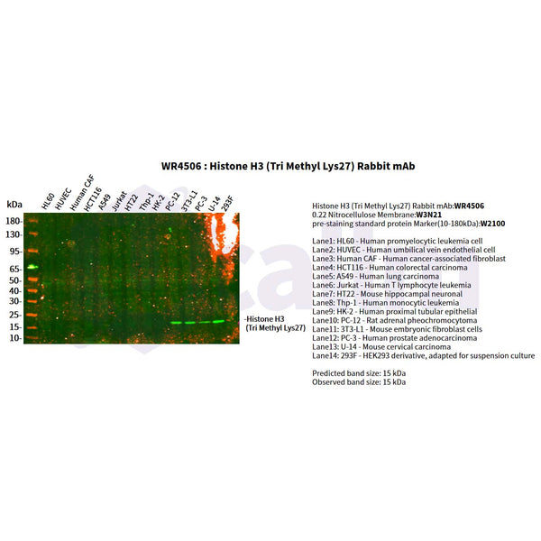 U-Blot® Histone H3 (Tri Methyl Lys27) Rabbit Monoclonal Antibody – Figure 1 of 2