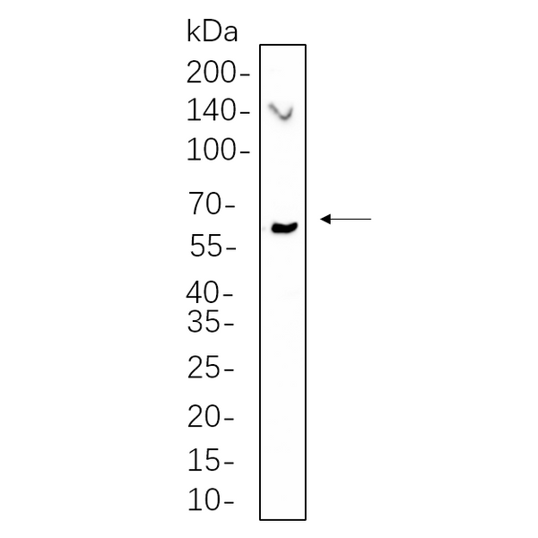 U-Blot® Chk2 (Phospho Thr68) Rabbit Monoclonal Antibody – Figure 1 of 1