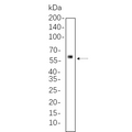 U-Blot® Smad2 (Phospho Ser465/467) Rabbit Monoclonal Antibody – Figure 1 of 1
