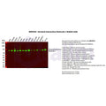 U-Blot® Stromal Interaction Molecule 1 Rabbit Monoclonal Antibody – Figure 1 of 2