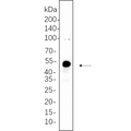 U-Blot® HNF-3α Rabbit Monoclonal Antibody – Figure 1 of 1