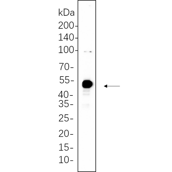 U-Blot® HNF-3α Rabbit Monoclonal Antibody – Figure 1 of 1
