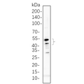 U-Blot® GSK3 α/β (Phospho Tyr216/Tyr279) Rabbit Monoclonal Antibody – Figure 1 of 1