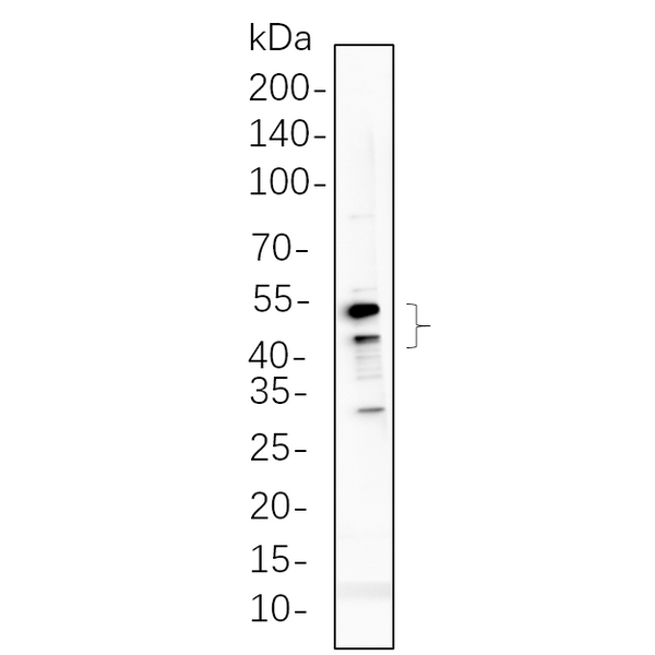 U-Blot® GSK3 α/β (Phospho Tyr216/Tyr279) Rabbit Monoclonal Antibody – Figure 1 of 1