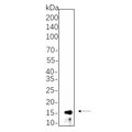 U-Blot® CDKN2A/p14ARF Rabbit Monoclonal Antibody – Figure 1 of 1
