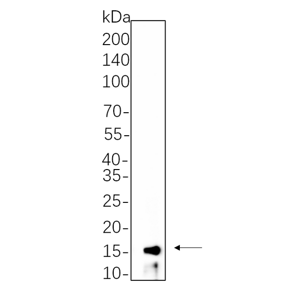 U-Blot® CDKN2A/p14ARF Rabbit Monoclonal Antibody – Figure 1 of 1