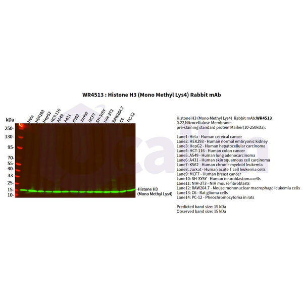 U-Blot® Histone H3 (Mono Methyl Lys4) Rabbit Monoclonal Antibody – Figure 1 of 2