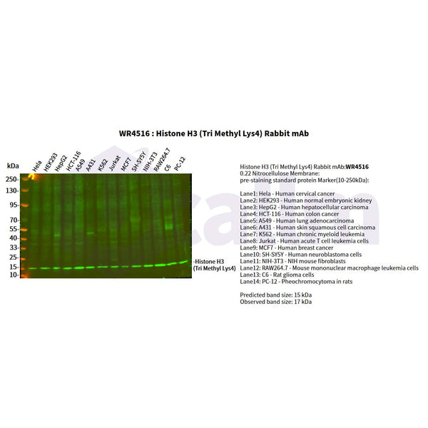 U-Blot® Histone H3 (Tri Methyl Lys4) Rabbit Monoclonal Antibody – Figure 1 of 2