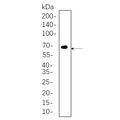 U-Blot® Smad2/3 (Phospho Thr8) Rabbit Monoclonal Antibody – Figure 1 of 1