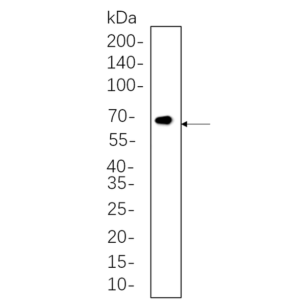 U-Blot® Smad2/3 (Phospho Thr8) Rabbit Monoclonal Antibody – Figure 1 of 1