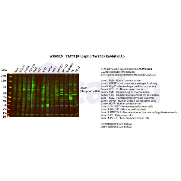 U-Blot® STAT3 (Phospho Tyr705) Rabbit Monoclonal Antibody – Figure 1 of 2