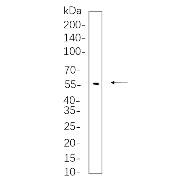 U-Blot® YAP (Phospho Ser127) Rabbit Monoclonal Antibody – Figure 1 of 1