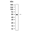 U-Blot® Tubulin α (Acetyl Lys40) Rabbit Monoclonal Antibody – Figure 1 of 1