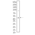 U-Blot® MEK1/2 (Phospho Ser217/221) Rabbit Monoclonal Antibody – Figure 1 of 1
