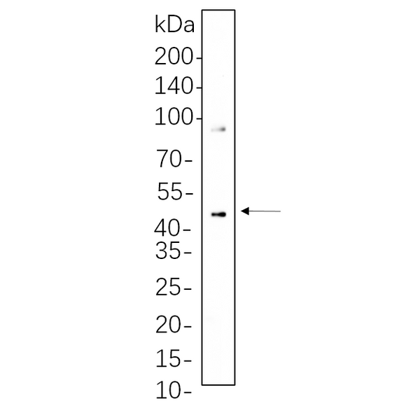 U-Blot® MEK1/2 (Phospho Ser217/221) Rabbit Monoclonal Antibody – Figure 1 of 1