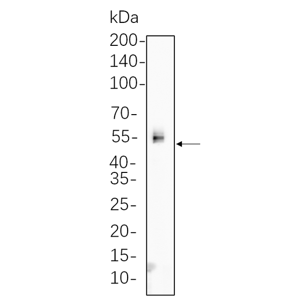 U-Blot® XIAP Rabbit Monoclonal Antibody – Figure 1 of 1