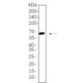 U-Blot® Yes1 Rabbit Monoclonal Antibody – Figure 1 of 1