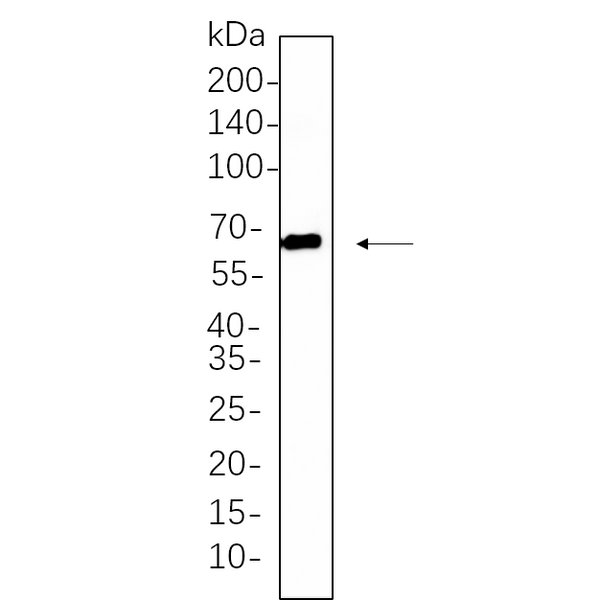 U-Blot® Yes1 Rabbit Monoclonal Antibody – Figure 1 of 1