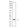 U-Blot® MYL9 (Phospho Thr18/Ser19) Rabbit Monoclonal Antibody – Figure 1 of 1
