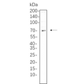 U-Blot® SYK (Phospho Tyr525/526) Rabbit Monoclonal Antibody – Figure 1 of 1