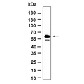 U-Blot® SMAD5 (Phospho Ser463/Ser465) Rabbit Monoclonal Antibody – Figure 1 of 1