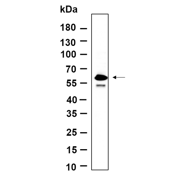 U-Blot® SMAD5 (Phospho Ser463/Ser465) Rabbit Monoclonal Antibody – Figure 1 of 1