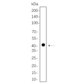U-Blot® PRAS40 (Phospho Thr246) Rabbit Monoclonal Antibody – Figure 1 of 1