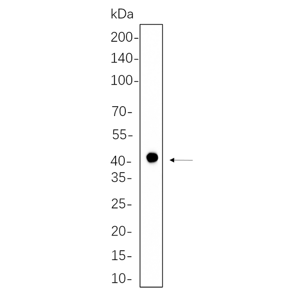 U-Blot® PRAS40 (Phospho Thr246) Rabbit Monoclonal Antibody – Figure 1 of 1