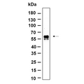 U-Blot® IRF3 (Phospho Ser386) Rabbit Monoclonal Antibody – Figure 1 of 1