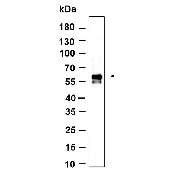 U-Blot® IRF3 (Phospho Ser386) Rabbit Monoclonal Antibody – Figure 1 of 1