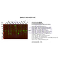 U-Blot® SDHA Rabbit Monoclonal Antibody – Figure 1 of 2