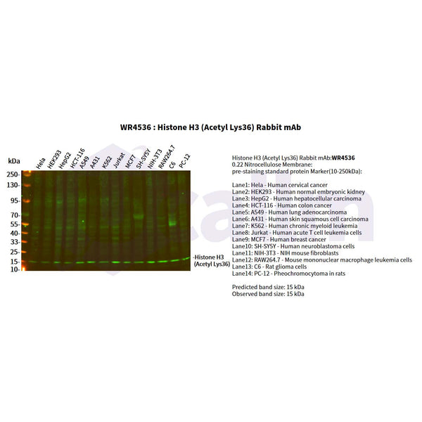 U-Blot® Histone H3 (Acetyl Lys36) Rabbit Monoclonal Antibody – Figure 1 of 2