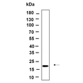 U-Blot® Osteocalcin Rabbit Monoclonal Antibody – Figure 1 of 1