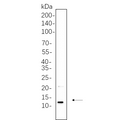 U-Blot® Insulin Rabbit Monoclonal Antibody – Figure 1 of 1