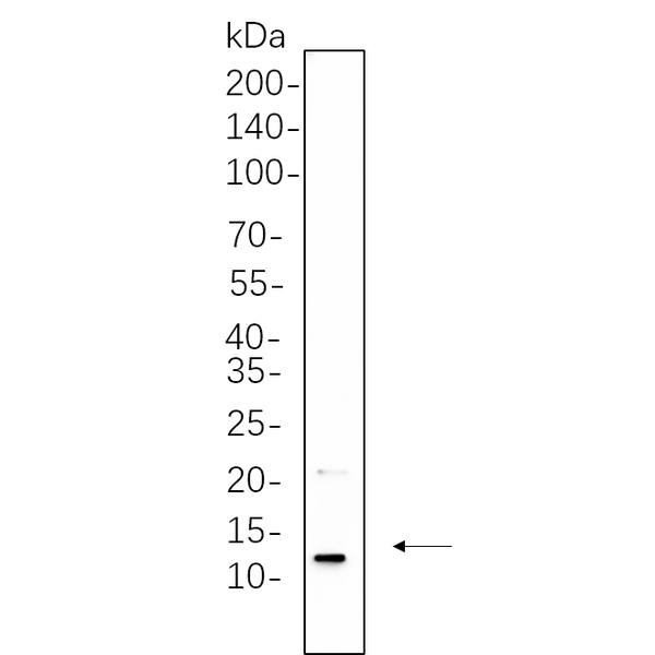 U-Blot® Insulin Rabbit Monoclonal Antibody – Figure 1 of 1