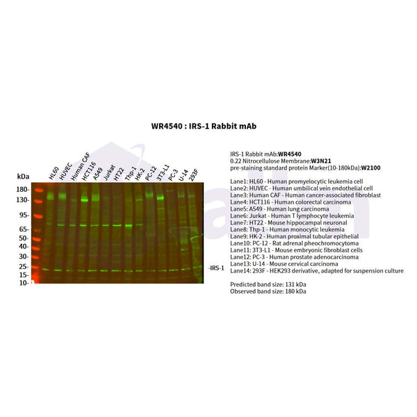 U-Blot® IRS-1 Rabbit Monoclonal Antibody – Figure 1 of 2
