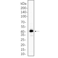 U-Blot® GSK3β Rabbit Monoclonal Antibody – Figure 1 of 1
