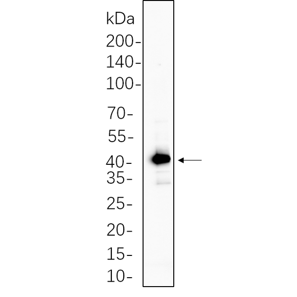 U-Blot® GSK3β Rabbit Monoclonal Antibody – Figure 1 of 1