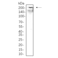 U-Blot® Collagen I Rabbit Monoclonal Antibody – Figure 1 of 1