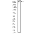 U-Blot® Dystrophin Rabbit Monoclonal Antibody – Figure 1 of 1