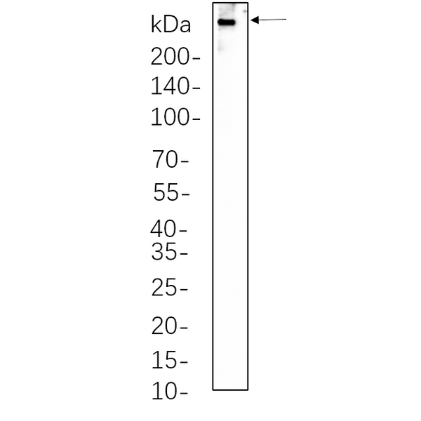 U-Blot® Dystrophin Rabbit Monoclonal Antibody – Figure 1 of 1