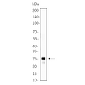 U-Blot® MOB1 Rabbit Monoclonal Antibody – Figure 1 of 1