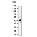 U-Blot® FBX32 Rabbit Monoclonal Antibody – Figure 1 of 1