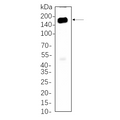 U-Blot® HDAC6 Rabbit Monoclonal Antibody – Figure 1 of 1
