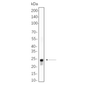 U-Blot® HP1α Rabbit Monoclonal Antibody – Figure 1 of 1