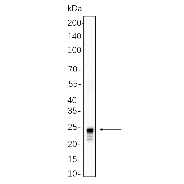 U-Blot® HP1α Rabbit Monoclonal Antibody – Figure 1 of 1