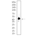 U-Blot® IRF-1 Rabbit Monoclonal Antibody – Figure 1 of 1