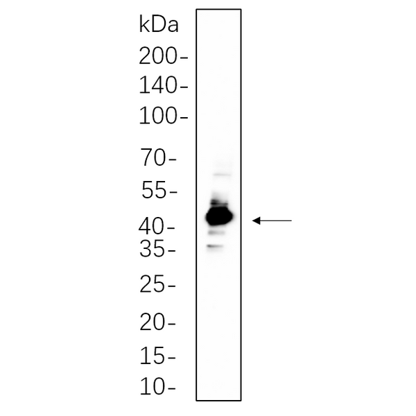 U-Blot® IRF-1 Rabbit Monoclonal Antibody – Figure 1 of 1