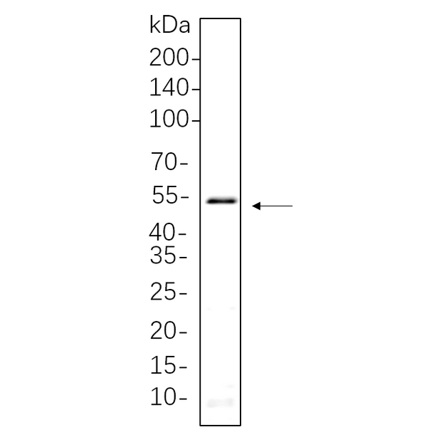 U-Blot® Smad3 Rabbit Monoclonal Antibody – Figure 1 of 1